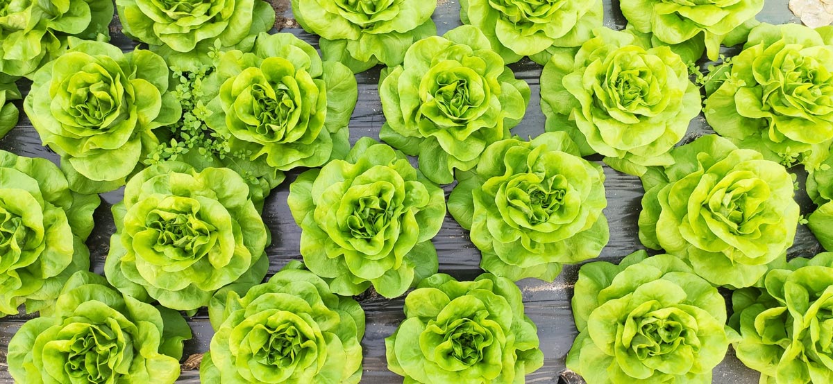 Communication locale pour les producteurs